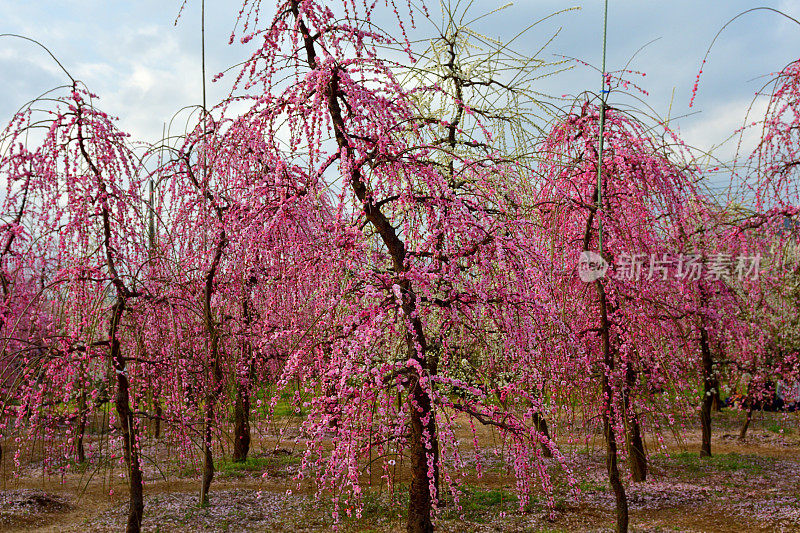 日本Soga Plum Grove的粉白梅花盛开